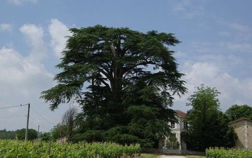 درخت کاج لبنانی